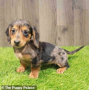 Kiwi, a dachshund for sale at The Puppy Palace