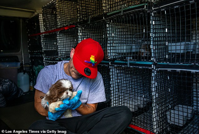 Animal welfare organizations warn against so-called puppy mills because of their poor conditions. Pictured: A man sits in a van full of puppies