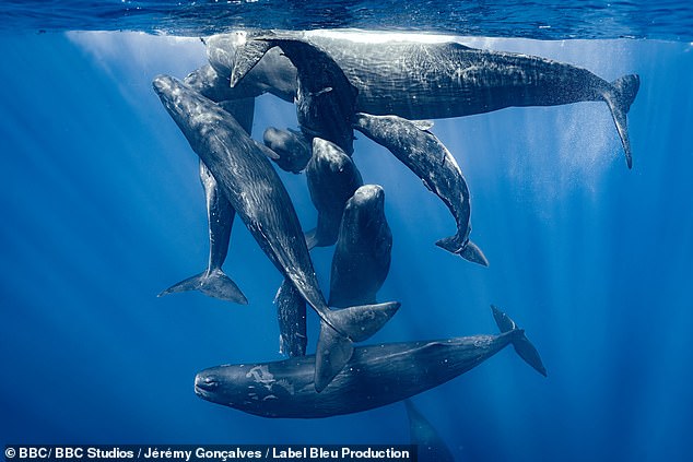 A group of sperm whales socialize on the surface in the deep waters of the Indian Ocean