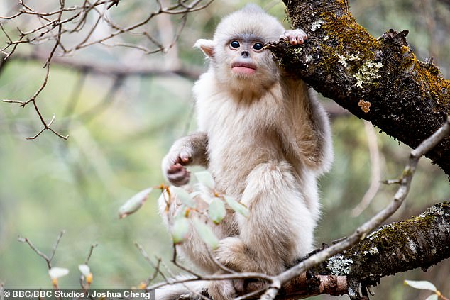 A young Yunnan snub-nosed monkey explores its forest home in the Hengduan Mountains of China