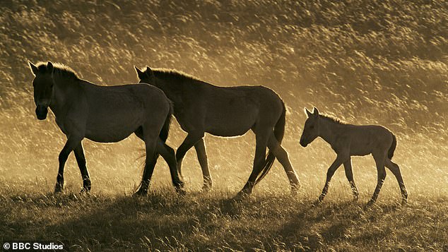 A family of the once extinct wild Takhi in Hustai National Park in Mongolia