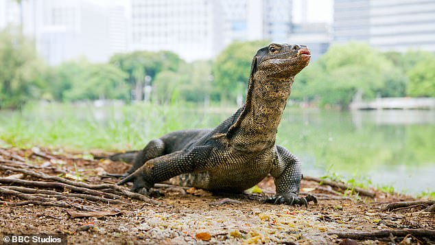 An Asian water monitor found in the middle of Bangkok in the Lumpini City Park