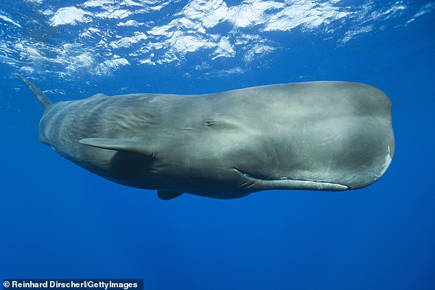 Sperm whales, known to produce the loudest biological sound on earth – up to 200 decibels – use these powerful clicks to hunt in the pitch-black depths of the ocean