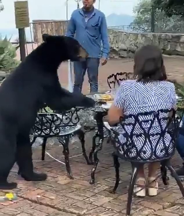 A black bear surprised guests at a Hotel Chipinque restaurant in Nuevo León, Mexico and treated itself to food before attacking a woman and escaping