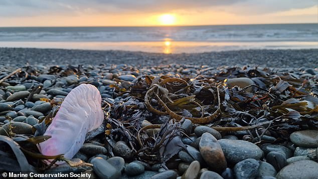 In its latest report, the Marine Conservation Society has revealed that 280 of the deadly creatures have been spotted on British coasts this year.