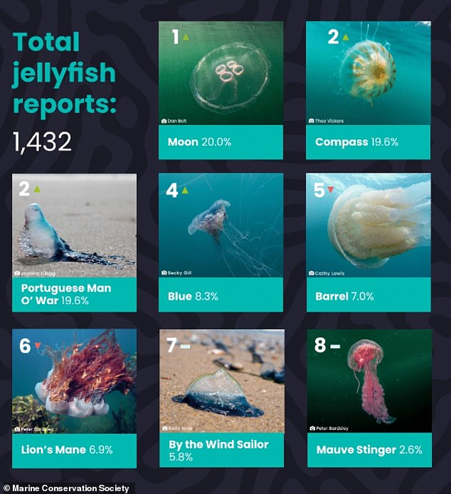 This year's report - which runs from October 1, 2023 to September 30, 2024 - shows a total of 1,432 jellyfish have been spotted in Britain this year