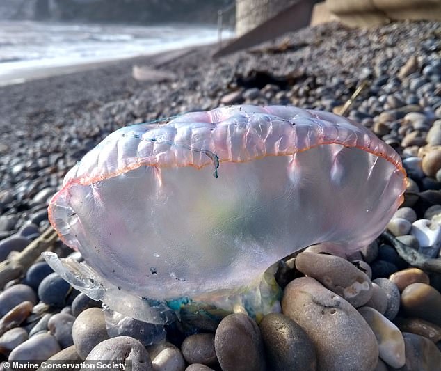 The strange creature has a large purple body, with pink and long blue-purple tentacles on the top