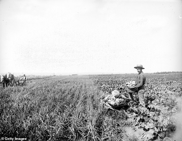 Farmer in a vegetable field with a box of produce, showing the productivity and diversity of his farm in northern Wisconsin, circa 1895