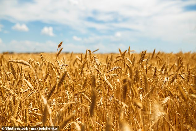 An analysis by DM.com found that ten of the pesticides identified by the Stanford researchers appear to be used on wheat products