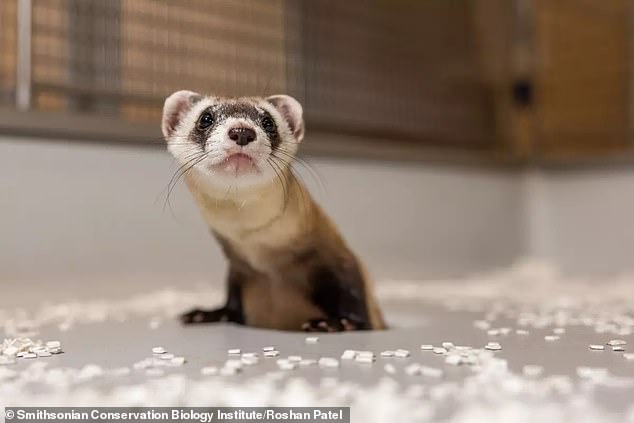 They were born to Antonio, who was cloned from frozen tissue samples collected from a black-footed ferret named Willa