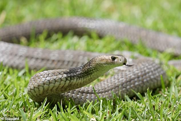 The toddler was bitten by an extremely venomous eastern brown snake in his backyard (stock)