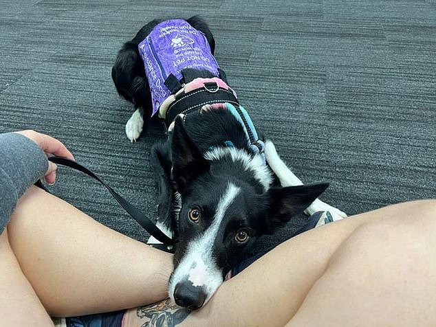 Ms Fullerton said Strike makes her independent and she wanted to change the airline's policy for other people with disabilities (photo Strike the service animal)