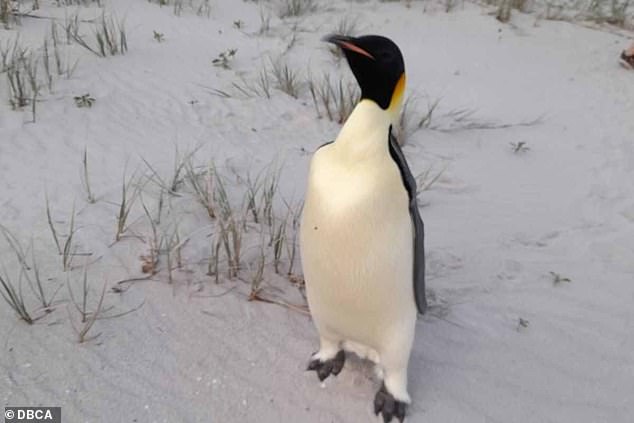 Mr Fowler was on the beach with a friend and their children when he spotted the emperor penguin