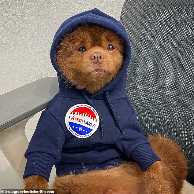 Enzo faced Bertram the Pomeranian, who saw a spike in votes on Twitter