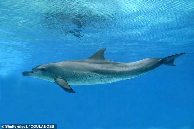 Common dolphins are protected under the Marine Mammal Protection Act, making it illegal to kill or eat the animal