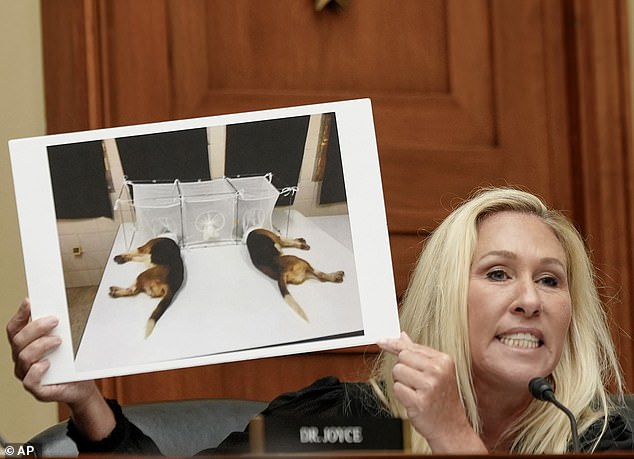 Fauci also faced backlash for research he signed on beagle puppies by his National Institute of Allergy and Infectious Disease. Rep. Marjorie Taylor Greene, R-Ga., left, holds up a photo of the experiments during a hearing in June