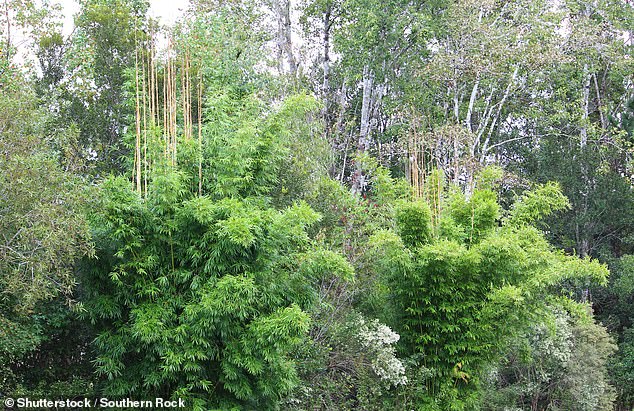 Although the application was rejected, the judge encouraged the Bewsicks to file a new application with more compelling evidence if the bamboo returned to its 'former' status. "wild" state' (stock image)