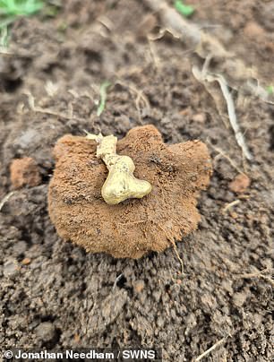 The nugget could be worth around £800 as scrap, but if it is evidence of past gold mining in the Midlands it will be worth much more