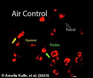 Health immune cells exhibit probing, squeezing, and patrolling behavior as they search the lungs for pathogens