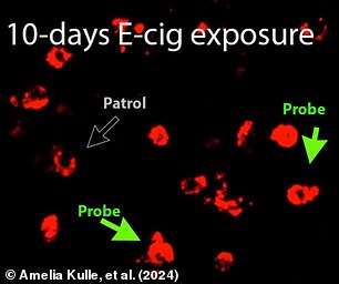 After ten days of exposure to berry-flavored vapes, the mice's immune cells were significantly less mobile