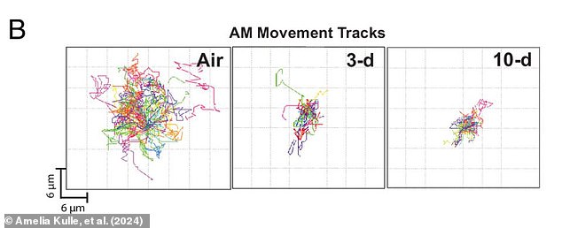 This graph shows the movement of an immune cell from the alveoli after exposure to air (left) and to vaping for three (middle) or ten (right) days