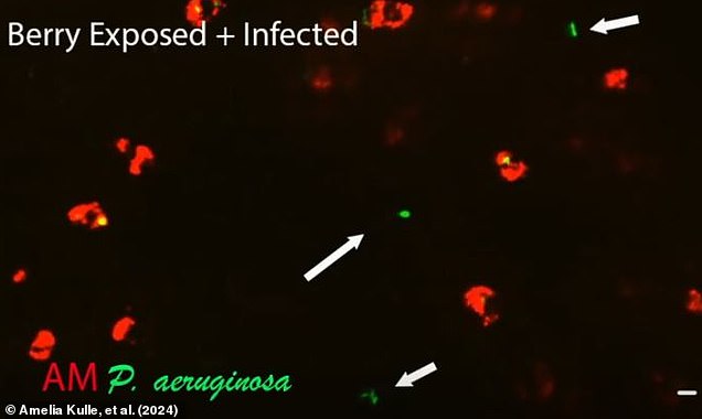 Cells exposed to berry vapors were much less active and did not remove all bacteria