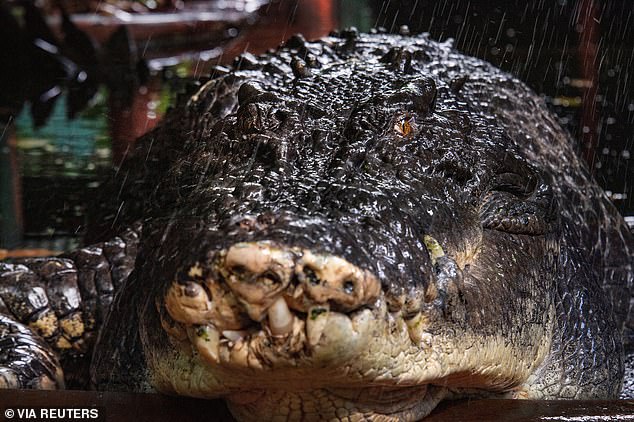 Cassius, the world's largest captive crocodile, is pictured at Marineland Melanesia on Green Island, Great Barrier Reef, Cairns, Australia