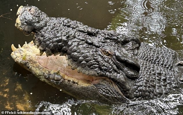 Cassius is the largest crocodile ever captured alive in Australia. He was 5.48 meters long and weighed approximately 1,300 kg (2,870 lb).