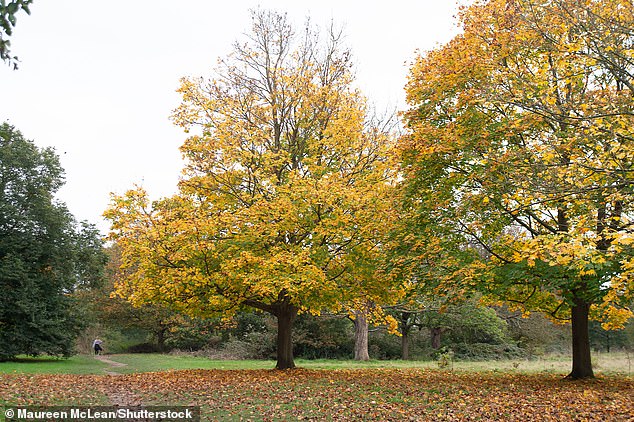 A gloomy day despite the autumn colors in Osterley Park in West London last Thursday