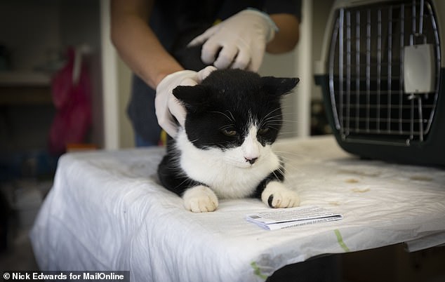 A rescued cat is monitored by a worker at the makeshift shelter in Valencia