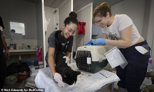 Volunteers with one of the rescued cats, who is now being cared for after the ordeal