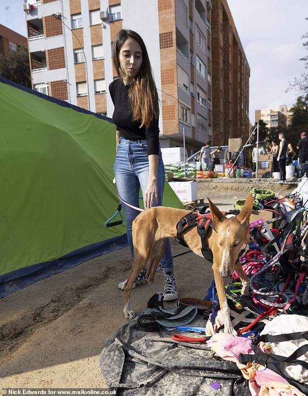 A rescued dog in the makeshift camp, with piles of dog food and pet food