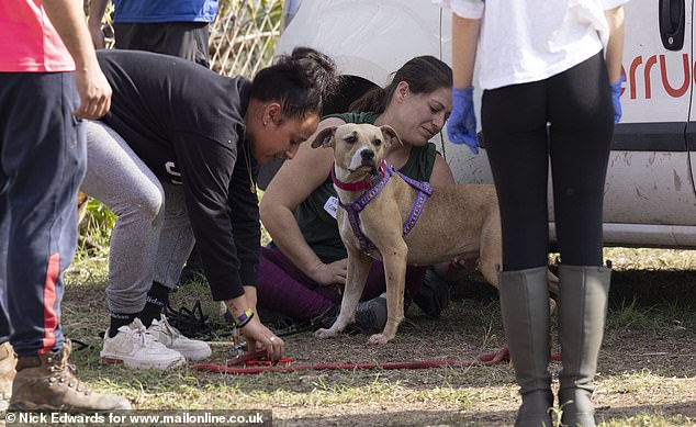 One of the rescued pets is pictured with volunteers at the center