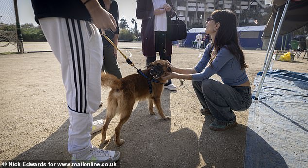 One of the animals is being petted after its terrible ordeal during the floods