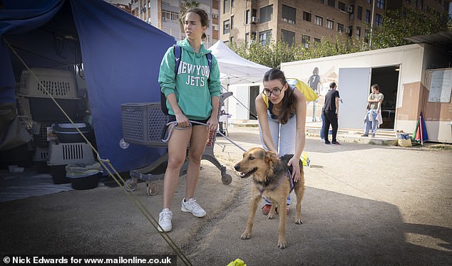 A rescued dog is being cared for by two people at a center in Valencia after the city was hit by catastrophic flooding