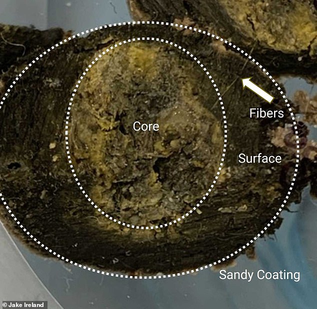 Chemical analyzes show that the balls (pictured) are likely solidified pieces of a fatberg that form when human waste mixes with oil and soap scum in the sewers.