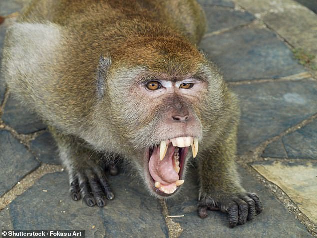 Forty monkeys have escaped from a research facility in South Carolina. Pictured above is a wild macaque in Thailand