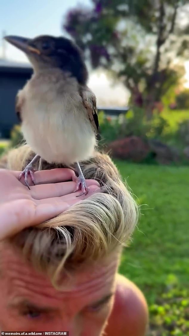 The former My Kitchen Rules judge, 51, took to Instagram on Friday to post a video of a wild bird nesting on his unkempt mullet