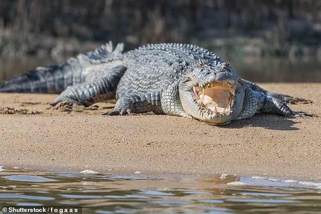 Australia's tropical north is home to thousands of saltwater crocodiles (pictured), which can grow up to six meters long and weigh 1,000 kg