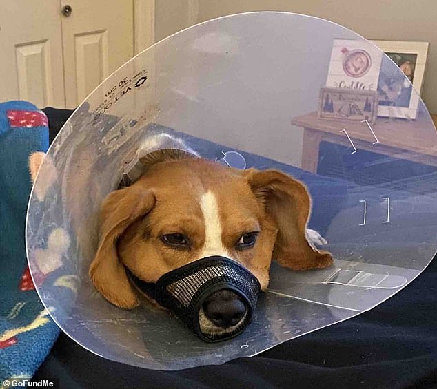 Copper the beagle was shot through the mouth by an unknown gunman on October 20