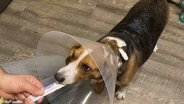 Copper's medical bills have risen to about $3,000 after he needed stitches and pins in his jaw