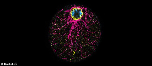 Scientists analyzed a single-celled species called Chromosphaera perkinskii discovered in 2017 in Hawaiian marine sediments