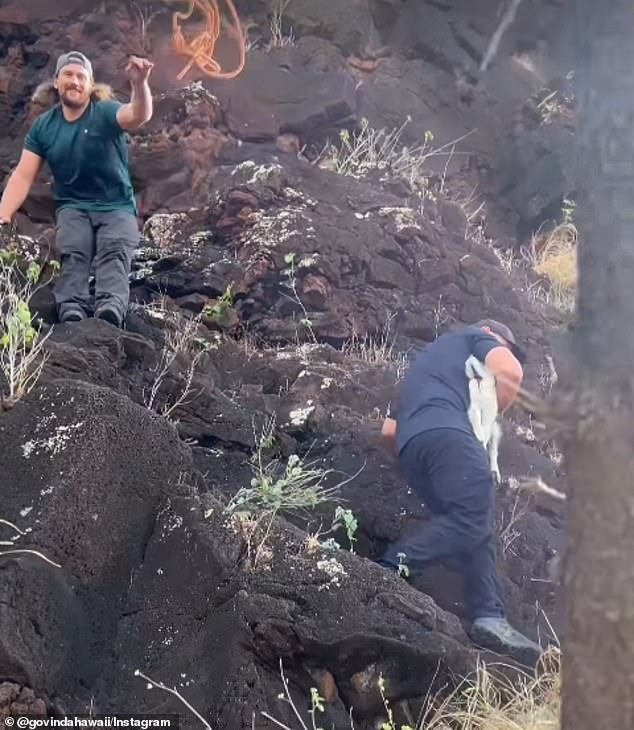 “The goat started to panic a little bit as we got closer, so we kind of hung back, slowly moved forward and kind of used a team strategy to contain the goat,” Morrison said. In the photo: Rescue workers successfully collected the captured animal and brought it to safety