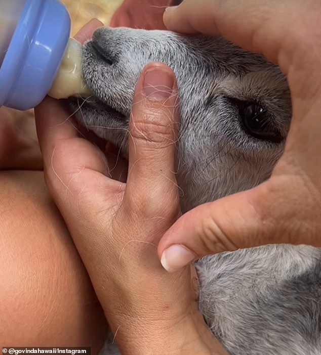 The goat was so hungry that he immediately drank an entire bottle of milk