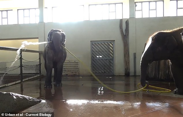 Anchali began to pull the hose toward and away from Mary as she lifted it and nodded to disrupt the flow of water