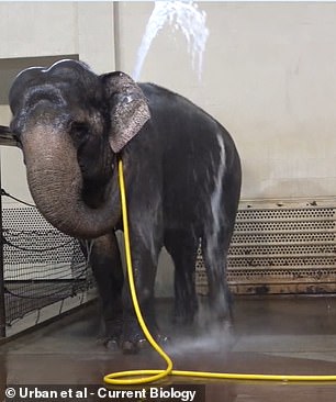 Mary grabs the hose behind the end to use it as a stiff shower head and then systematically showers her body, coordinating the water hose with her limbs