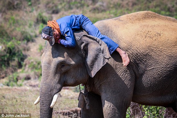 A new study has found that elephants, like humans, have different personalities. They can be aggressive, attentive and outgoing. The photo shows an elephant with its mahout, or rider, with whom the animal works every day in Myanmar's timber industry