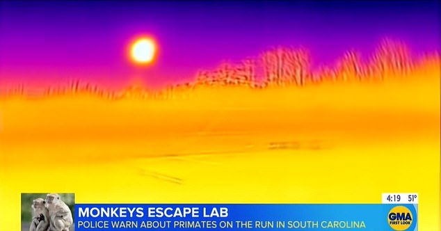 Above you see infrared images. Police use infrared cameras to scan the surrounding forest for monkeys