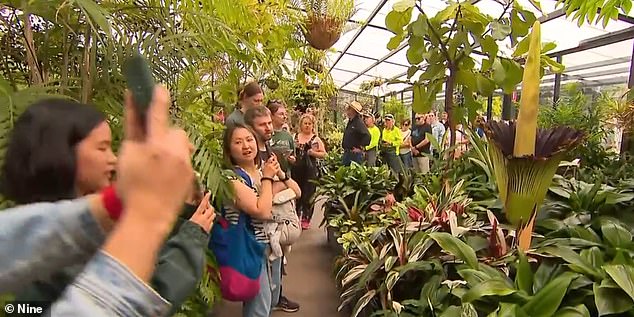 The greenhouse where the flower grew will be open for 24 hours so that as many visitors as possible can experience this rare event