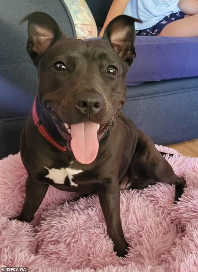 Diamond (recently pictured) has since recovered and found a loving home